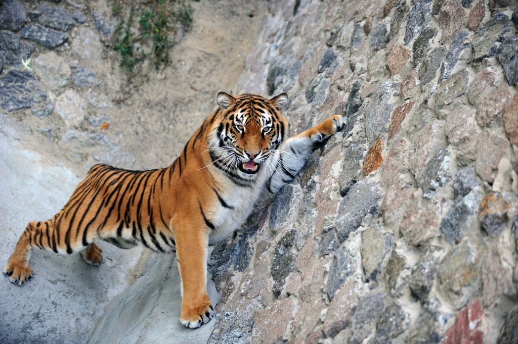 Amur tiger looks a t visitors of Kiev Zo