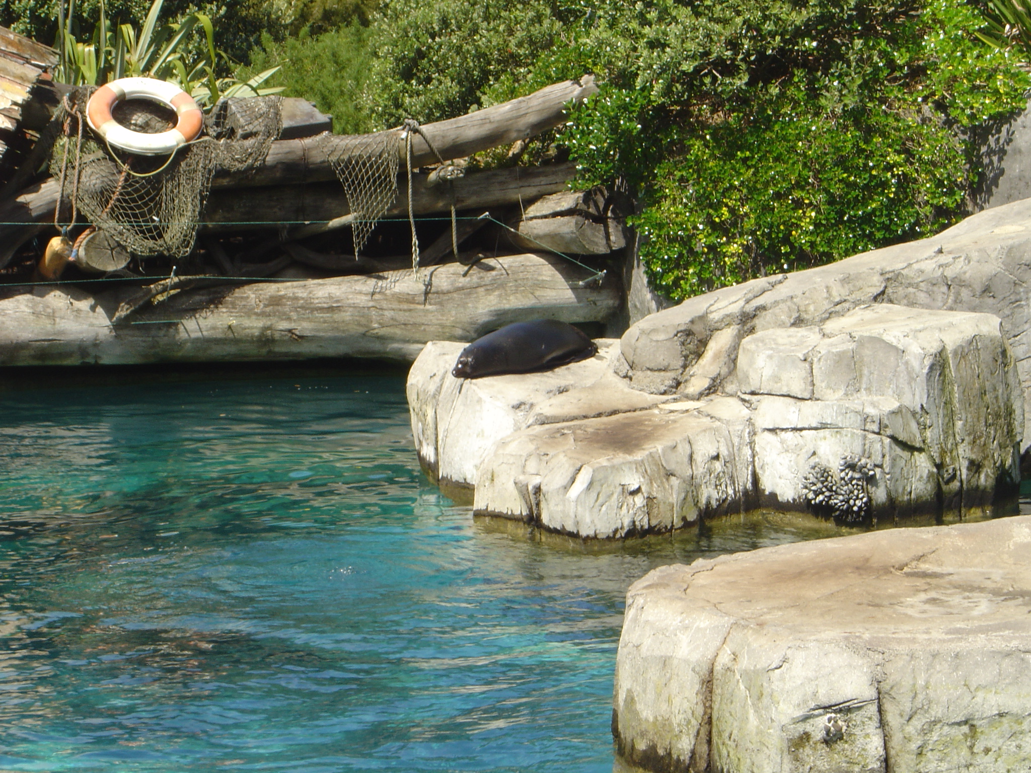 New_Zealand_Fur_Seal_Auckland_Zoo