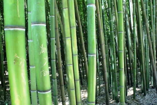 bambouseraie-de-prafrance