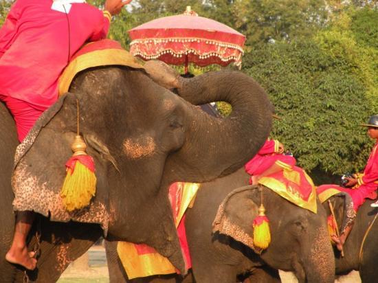 ayutthaya-elephant-camp