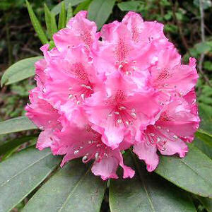 pacific_rhododendron