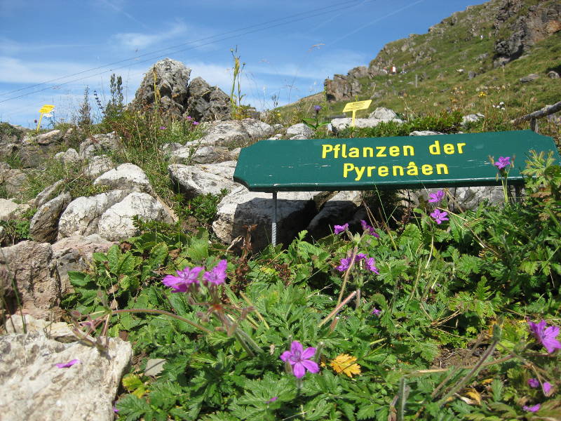 Alpių sodas1