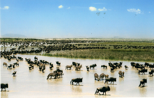 Serengetis