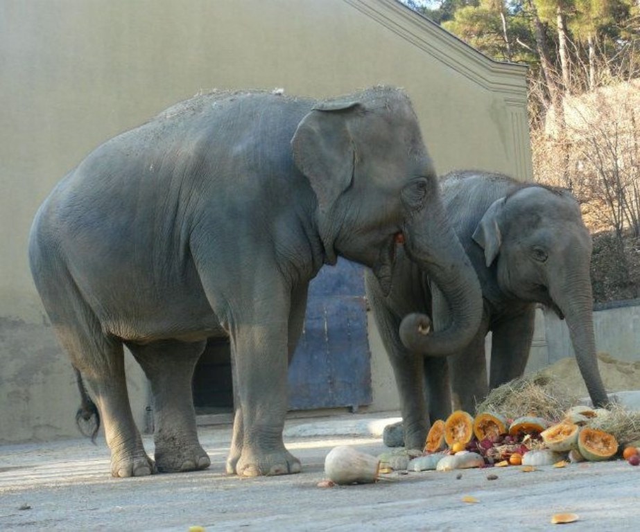elephants-at-tbilisi-zoo