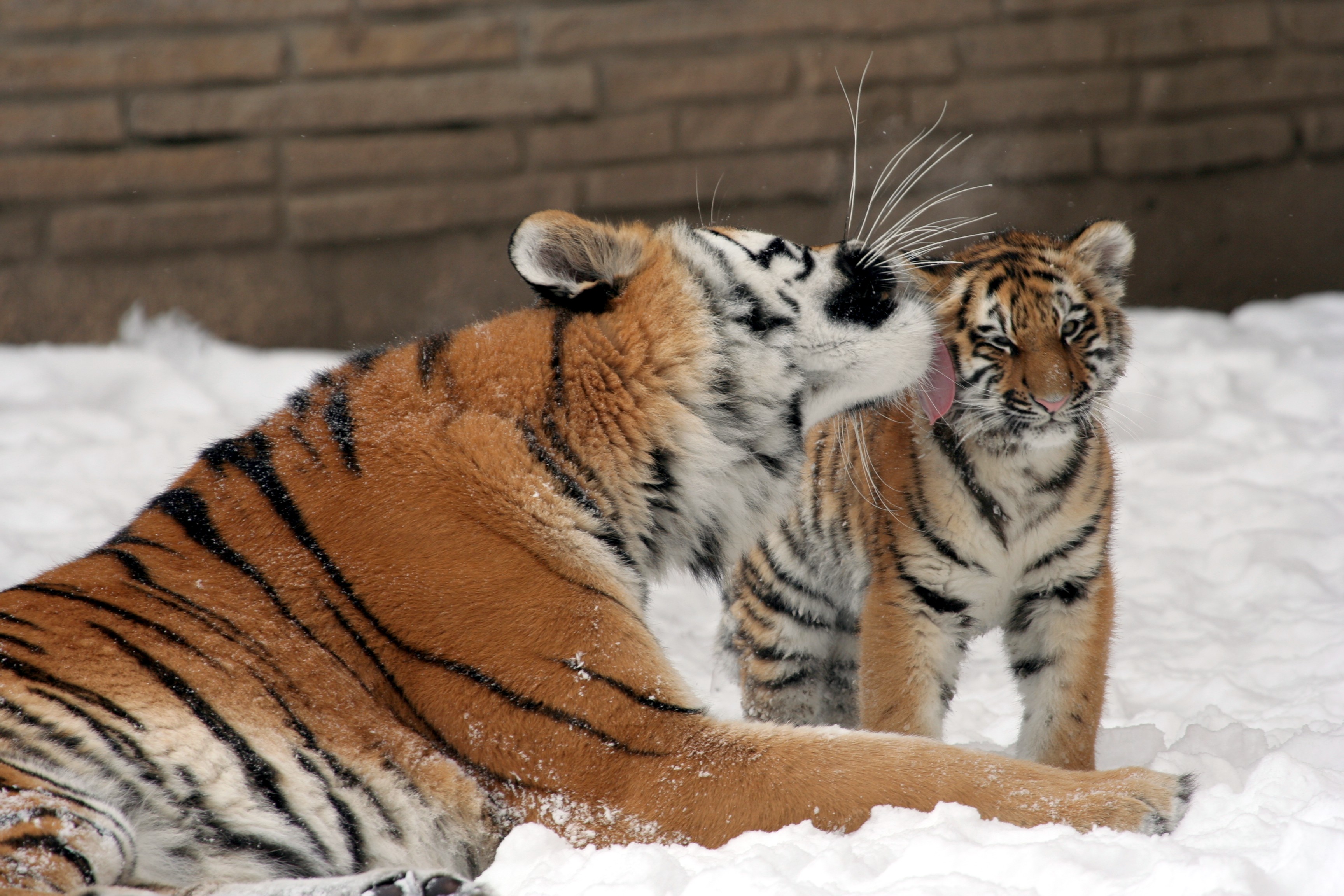 Panthera_tigris_altaica_33_-_Buffalo_Zoo